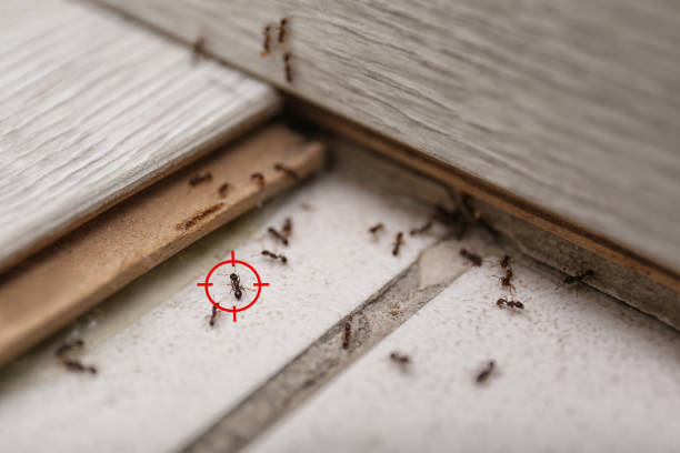 Pest Control for Restaurants in Richland, GA