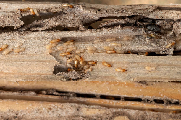 Best Exterminator Services  in Richland, GA